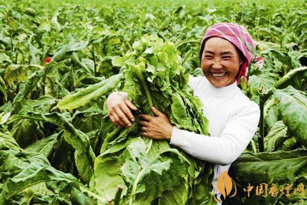 煙葉稅是什么，煙葉稅如何計算