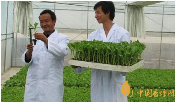 煙草專業(yè)大學(xué)排名，煙草專業(yè)就業(yè)前景好