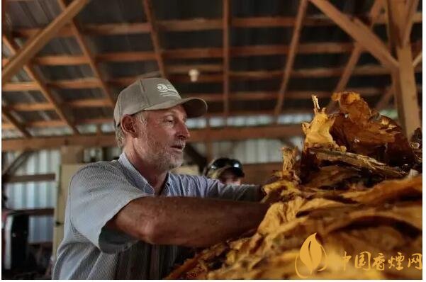 津巴布韋煙葉為什么好，黃金煙葉成為國寶