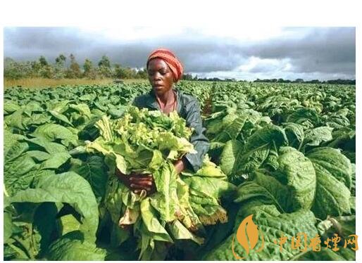 津巴布韋煙葉為什么好，黃金煙葉成為國寶