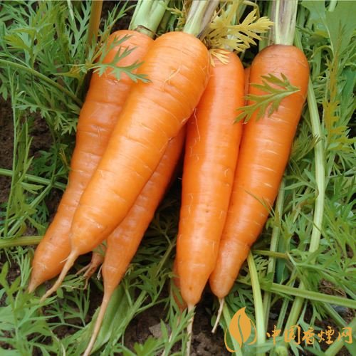 預防抽煙得肺癌，這些食物降低抽煙傷害