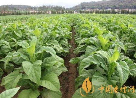 湖南瀏陽煙草局依托G80烤煙特色品種為煙農(nóng)創(chuàng)收9375萬元！